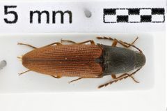 Foto (Dorsalansicht) von Priopus ferrugineipennis (Miwa, 1927)